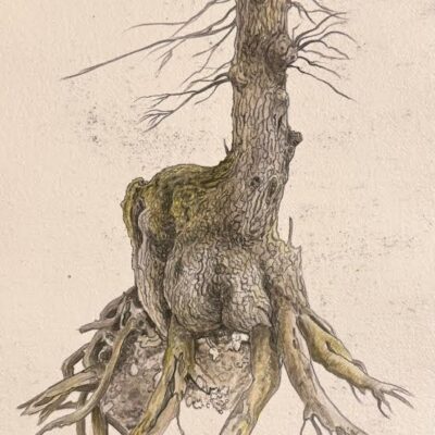 Terra natia di P. Novelli